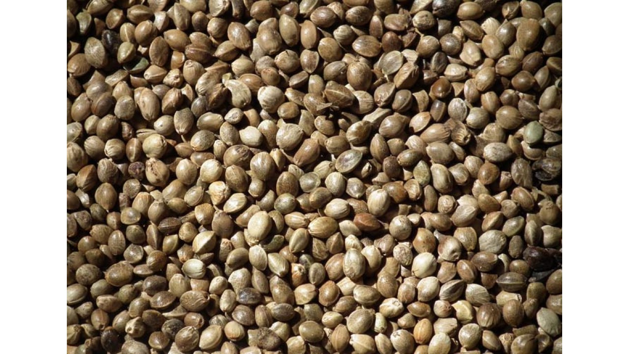 Конопляные семена купить пермь собрать смолы конопли